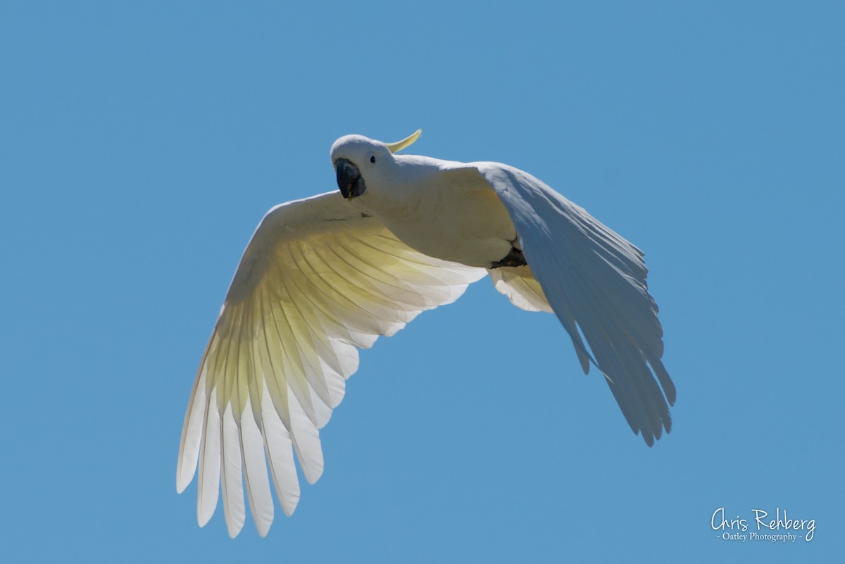 Sulphur-crested Cockatoo - ML131698321