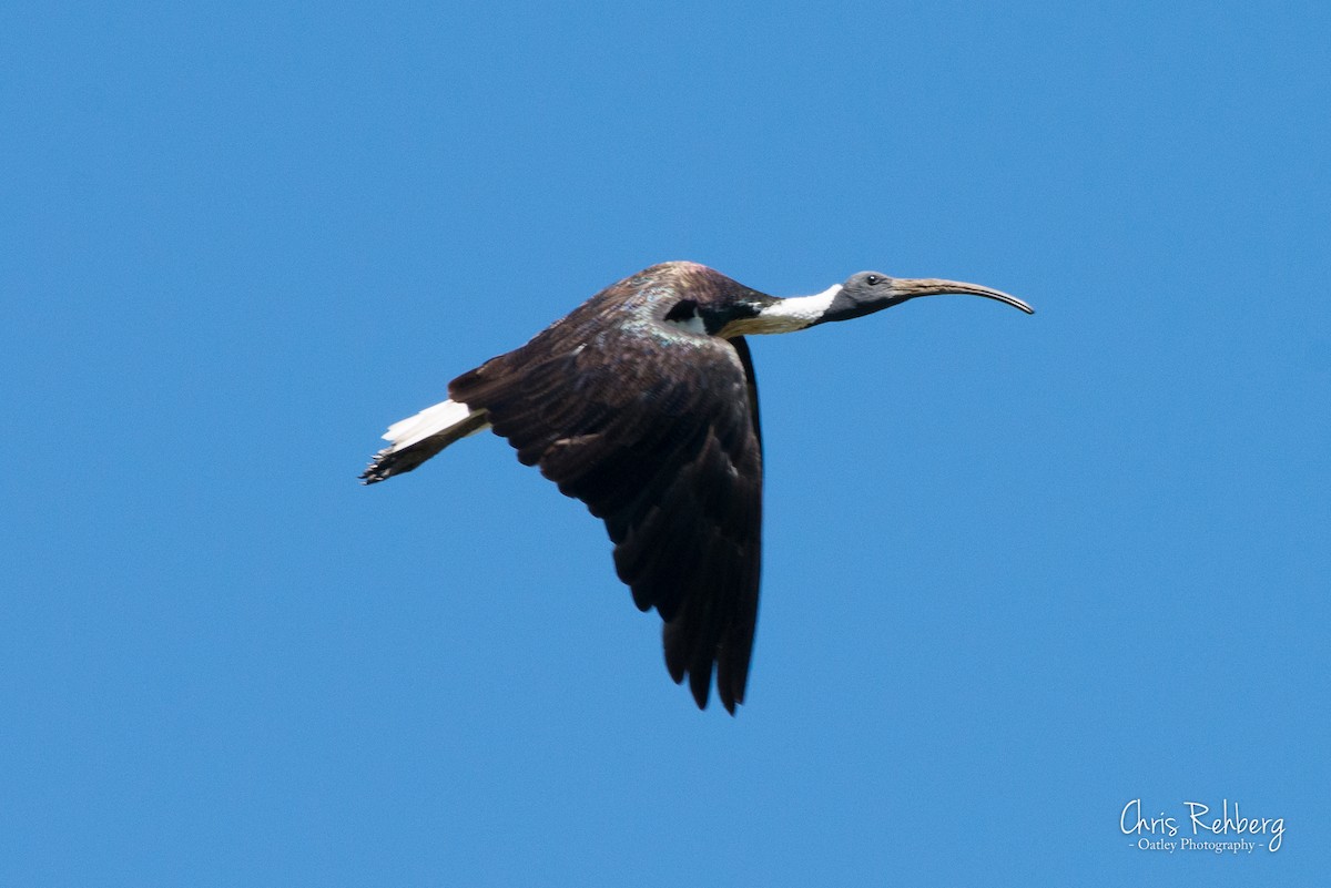 Straw-necked Ibis - Chris Rehberg  | Sydney Birding