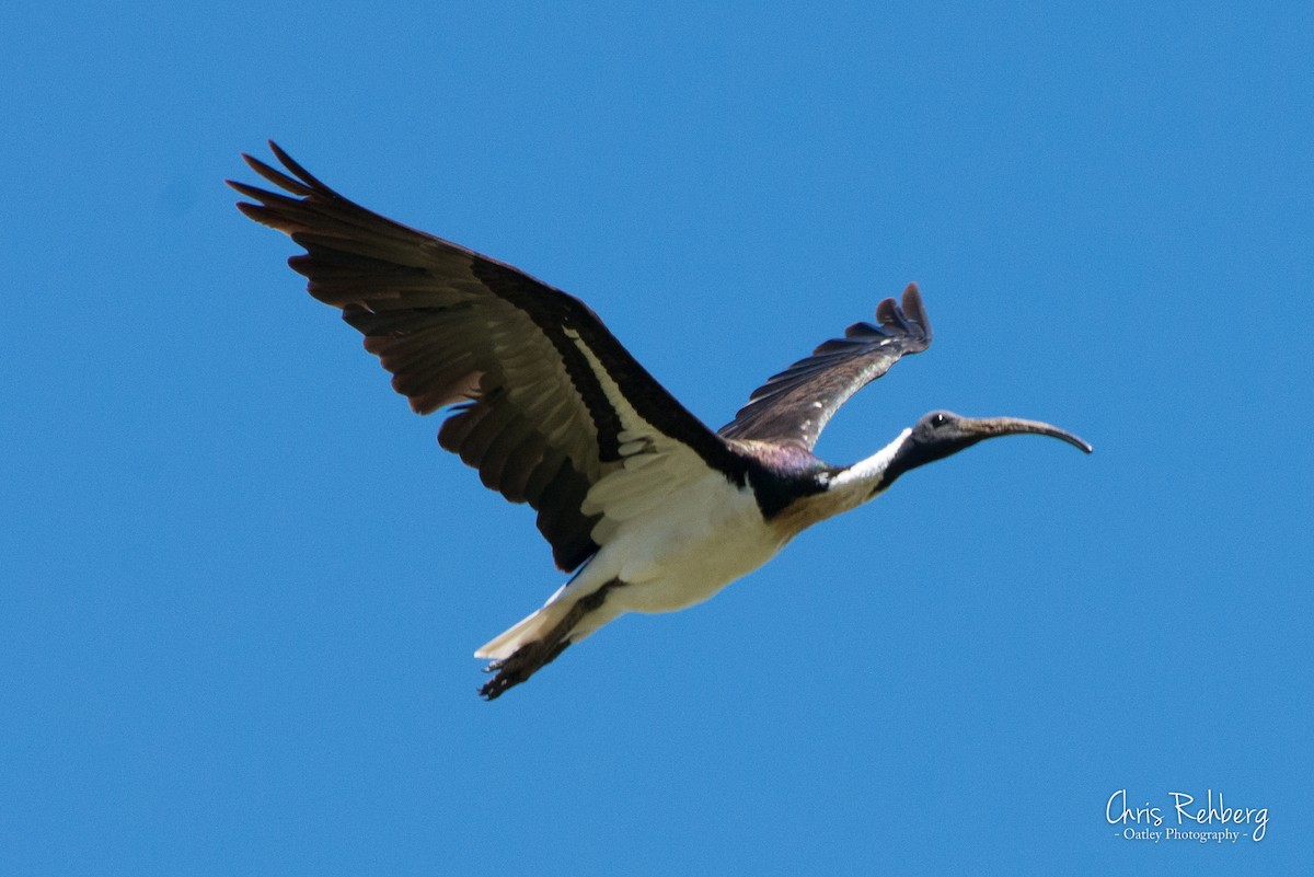 Straw-necked Ibis - ML131698351