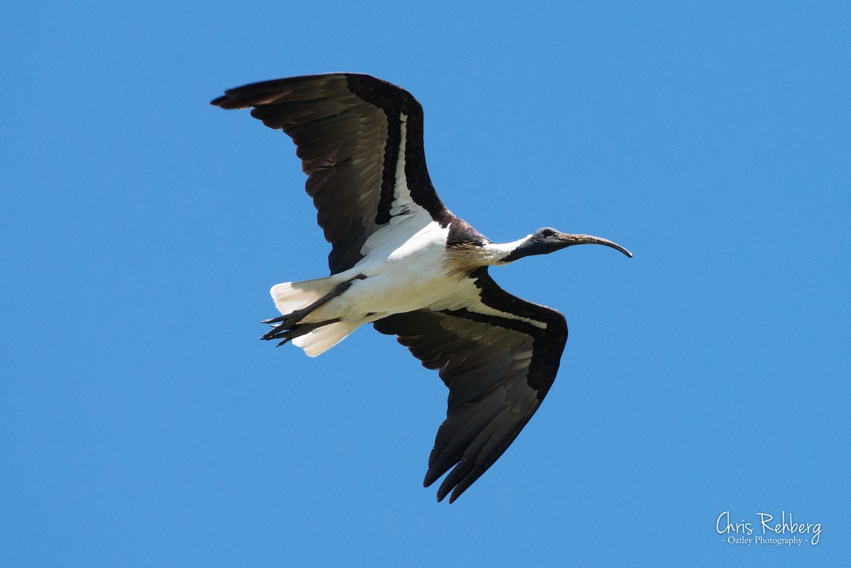 Straw-necked Ibis - ML131698361