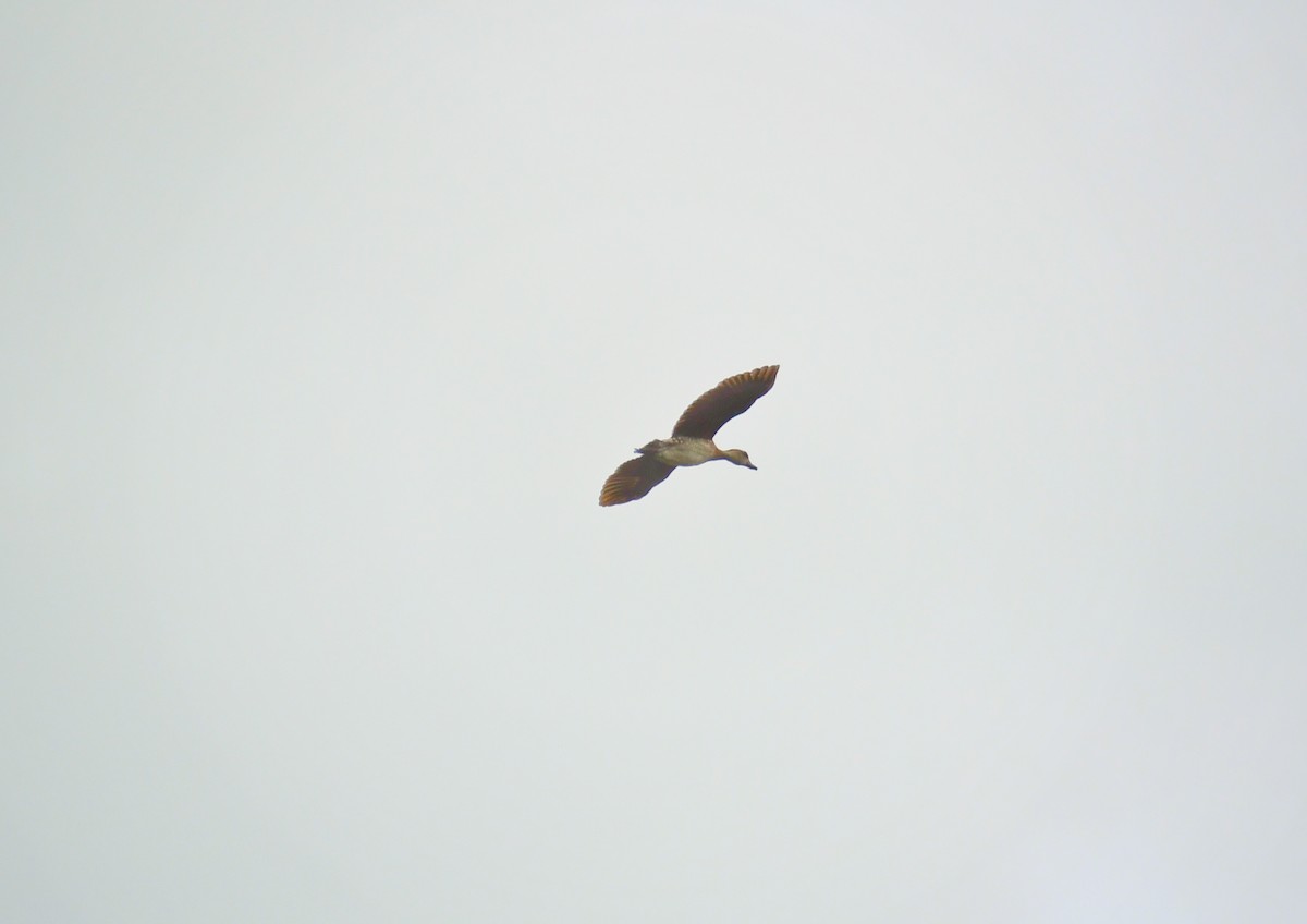 Spotted Whistling-Duck - ML131698751