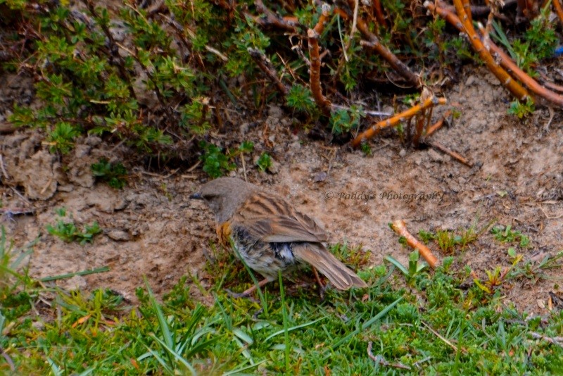 Robin Accentor - ML131699071