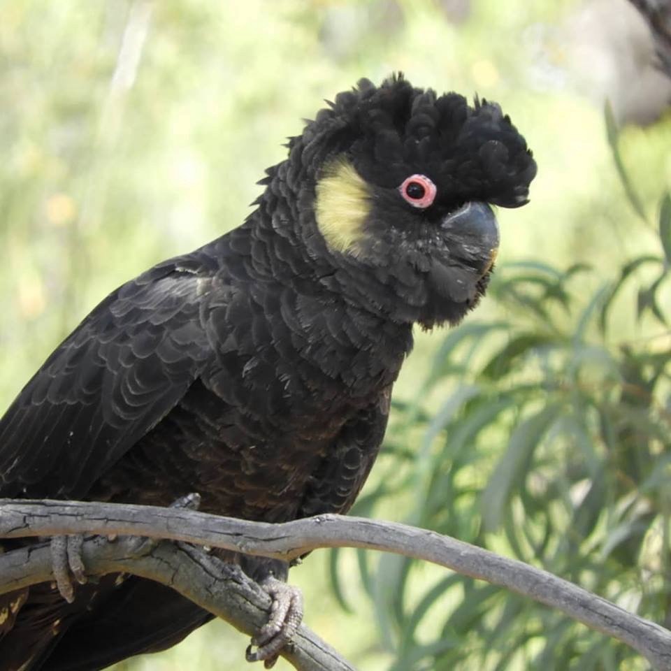 Cacatúa Fúnebre Coliamarilla - ML131699311