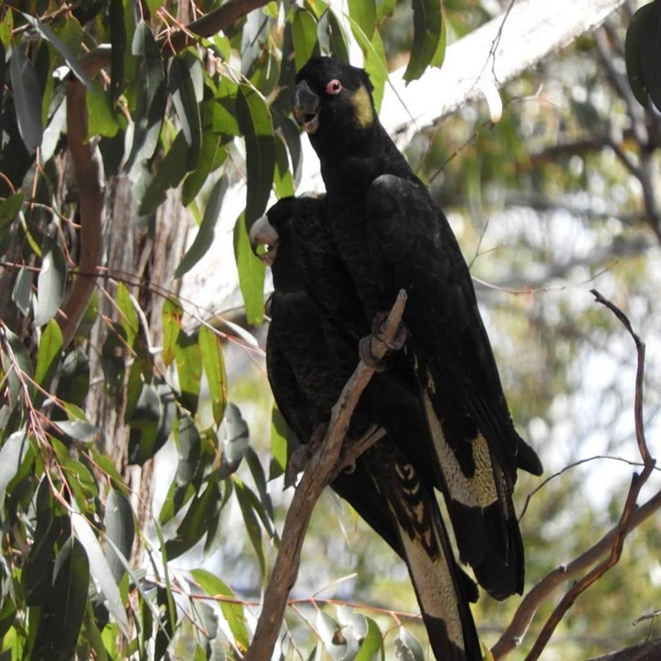 Cacatúa Fúnebre Coliamarilla - ML131699321