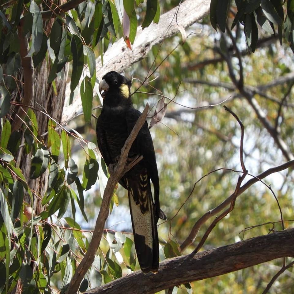 Yellow-tailed Black-Cockatoo - ML131699331