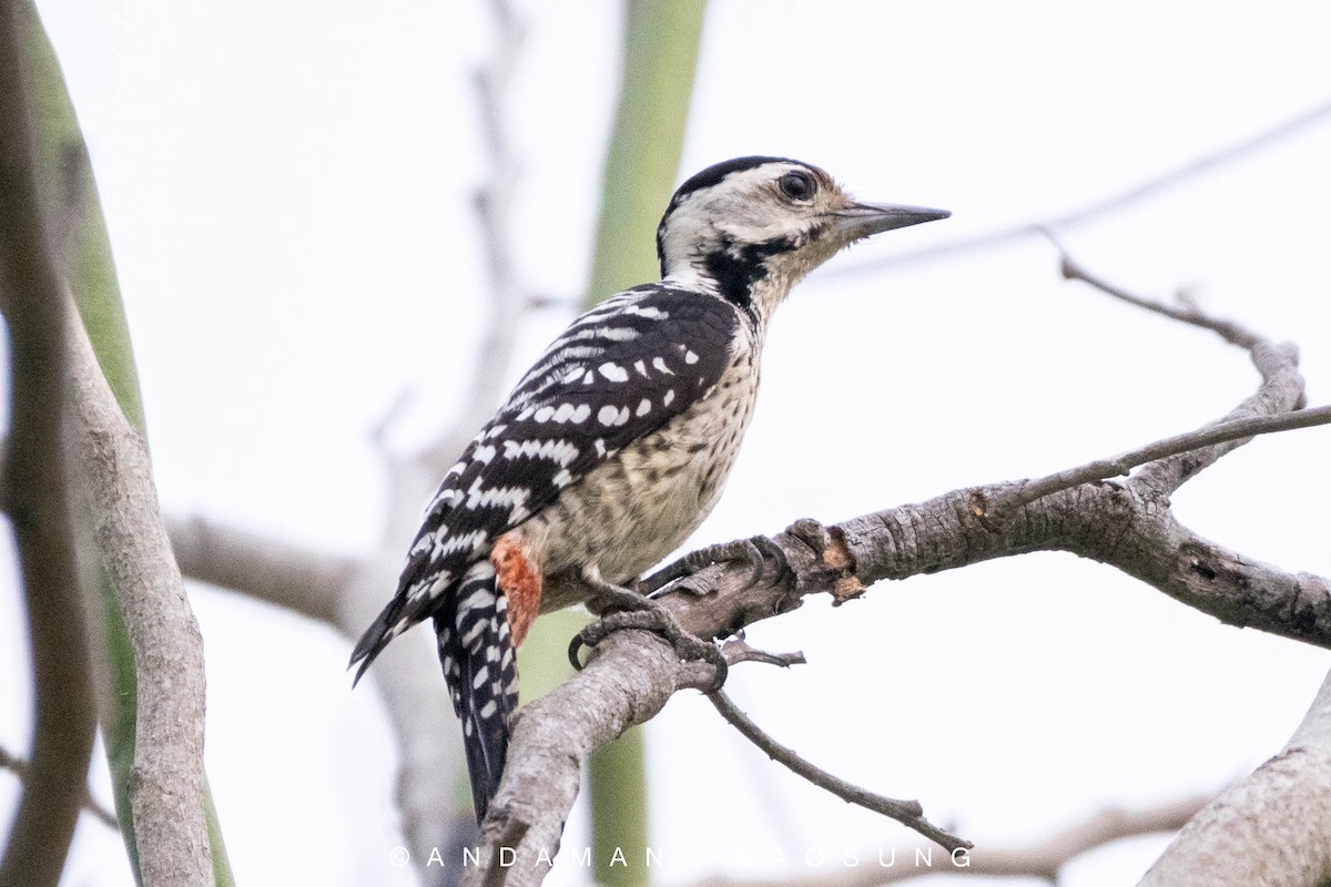 Freckle-breasted Woodpecker - Andaman Kaosung