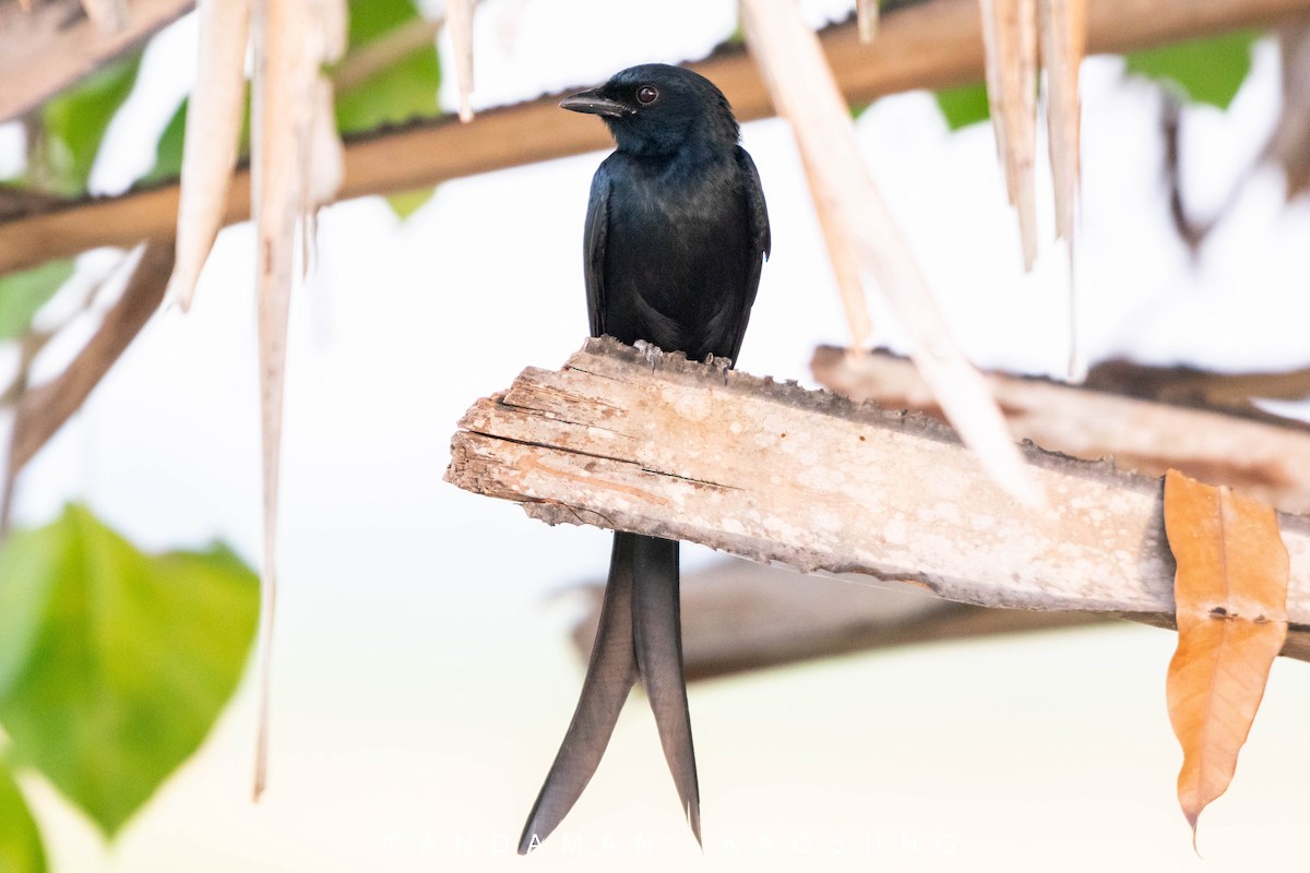 Black Drongo - Andaman Kaosung