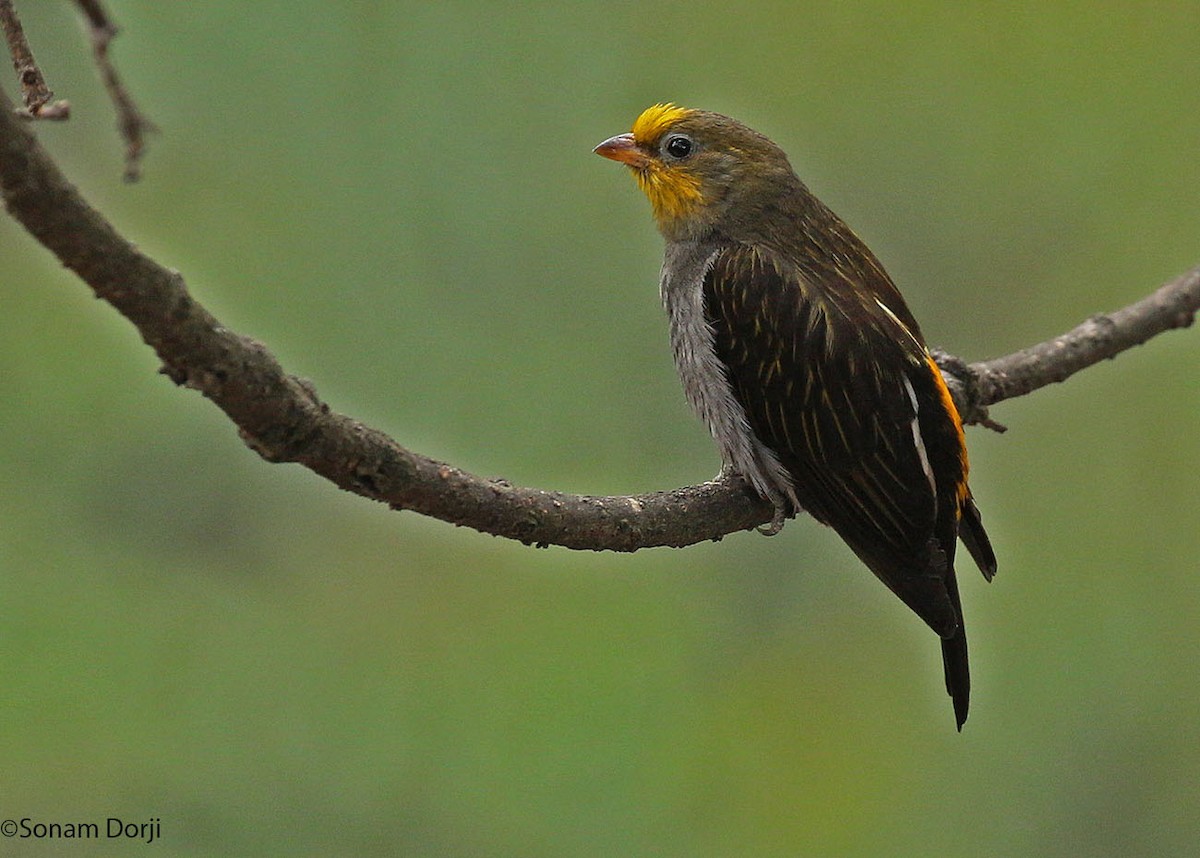 Yellow-rumped Honeyguide - ML131702231