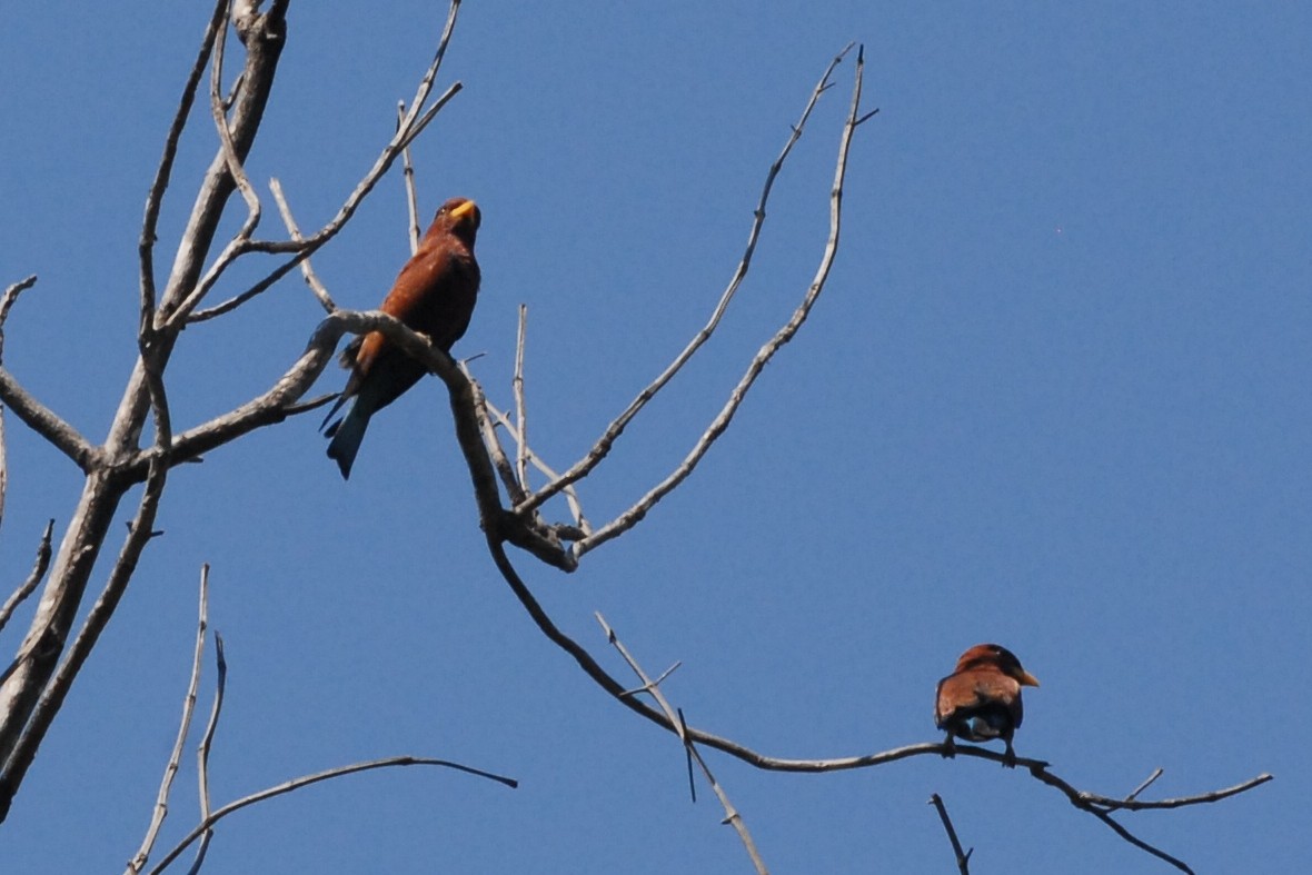 Broad-billed Roller - Cathy Pasterczyk