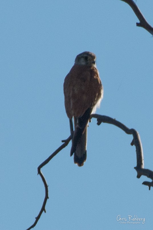 Nankeen Kestrel - ML131703361