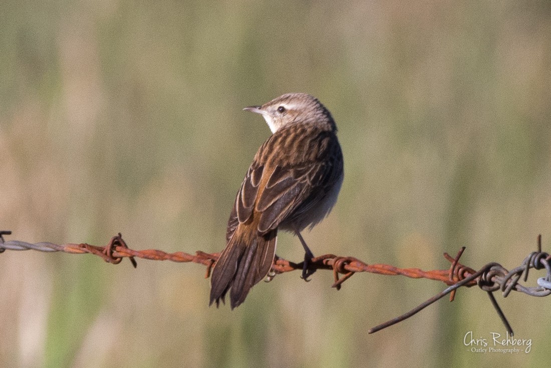 Rufous Songlark - ML131703441