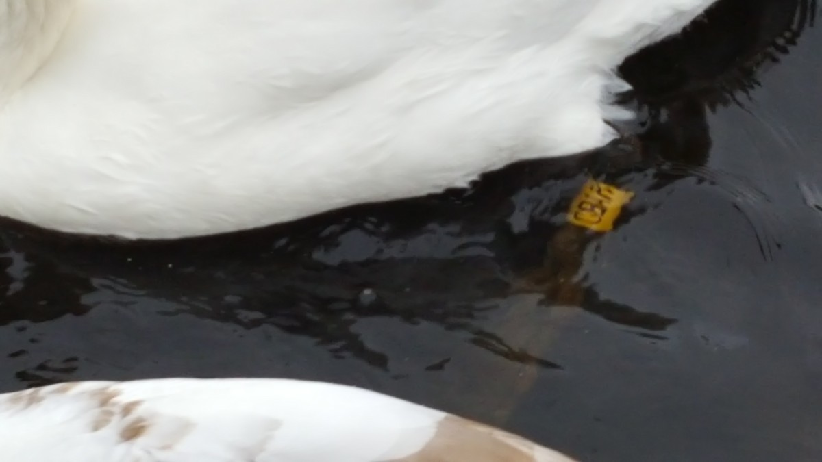 Mute Swan - ML131703531