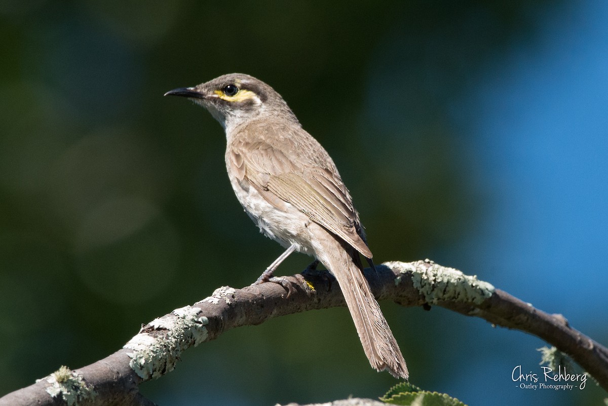 Yellow-faced Honeyeater - ML131703691