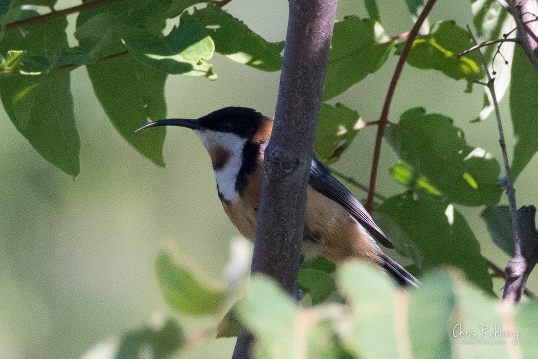 Eastern Spinebill - ML131703731