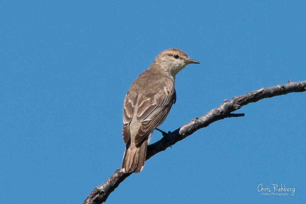 White-winged Triller - Chris Rehberg  | Sydney Birding