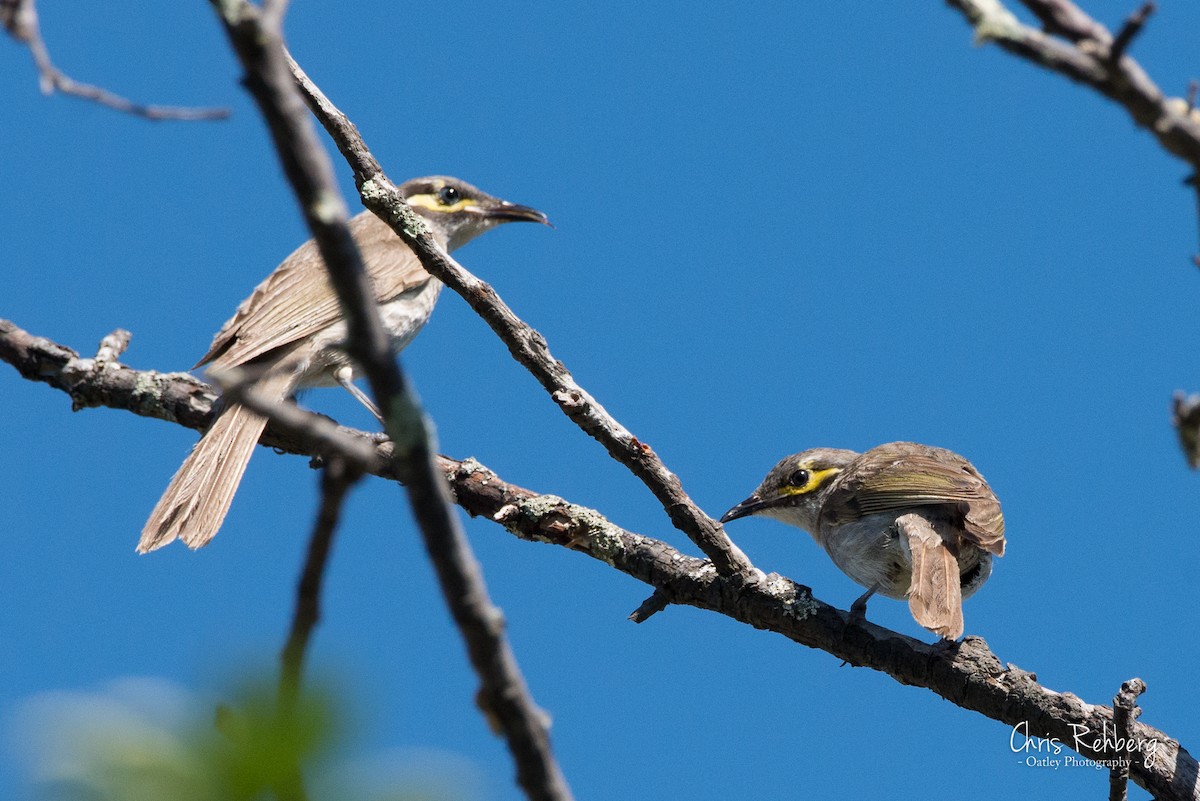 Yellow-faced Honeyeater - ML131703801