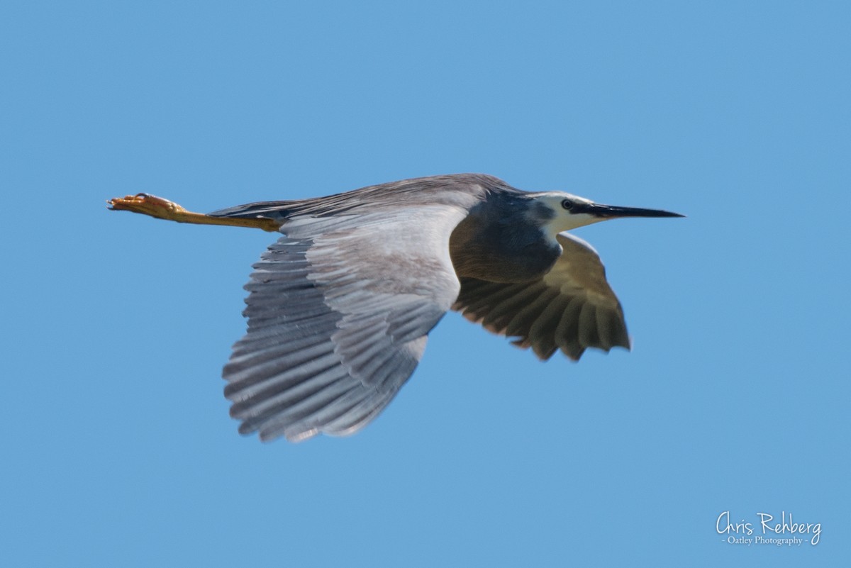 White-faced Heron - ML131703831