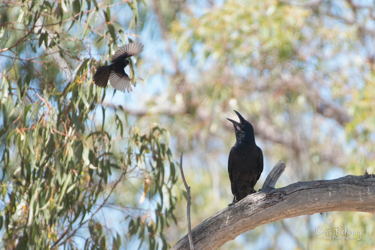 Australian Raven - ML131704101