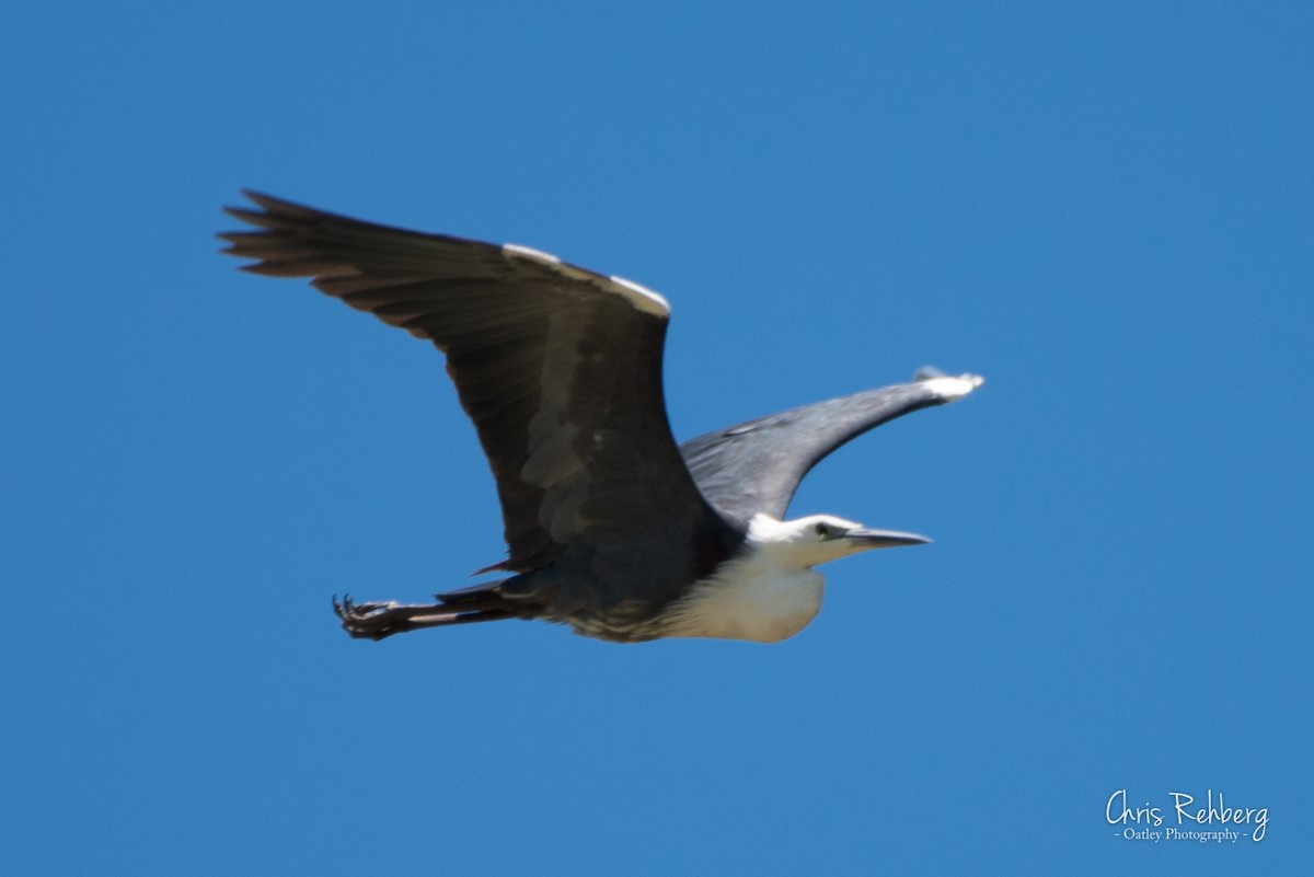 Pacific Heron - ML131704171