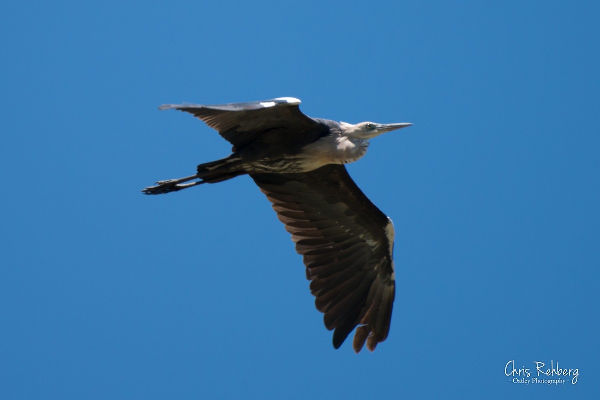 Pacific Heron - ML131704191