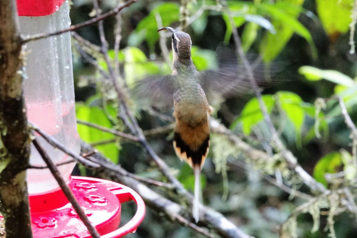 kolibřík dlouhoocasý - ML131704291