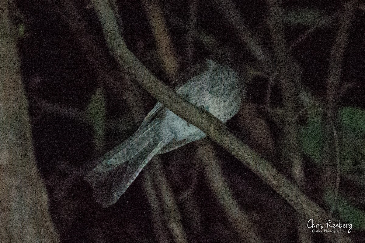 Australian Owlet-nightjar - ML131704371