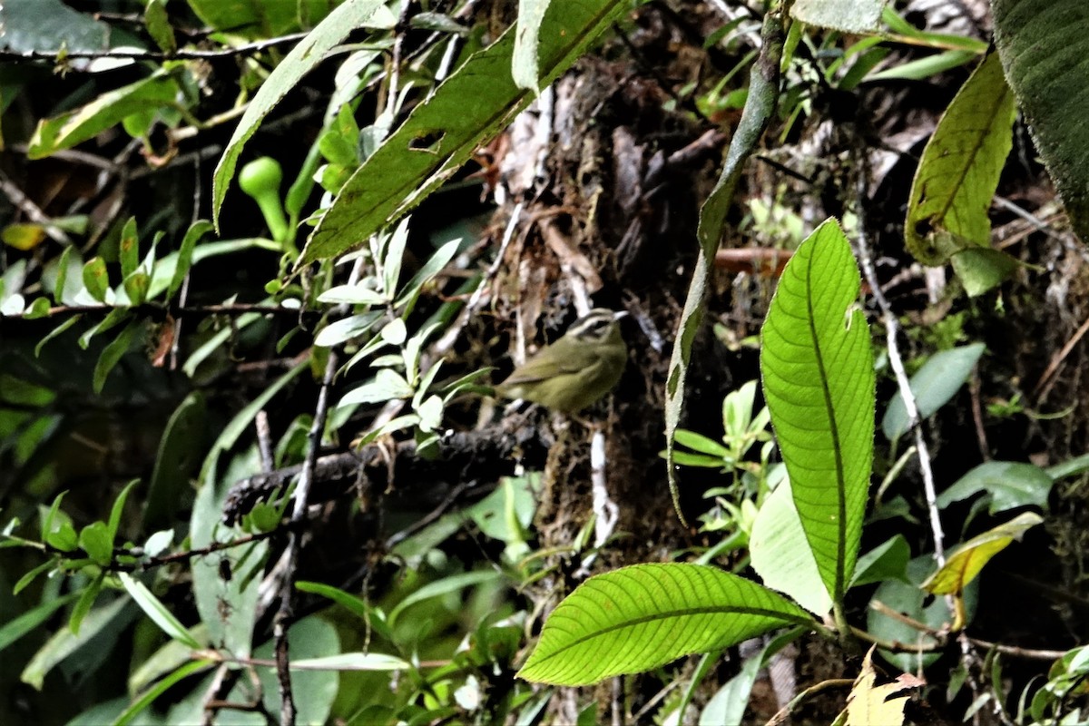 Three-striped Warbler - ML131705431