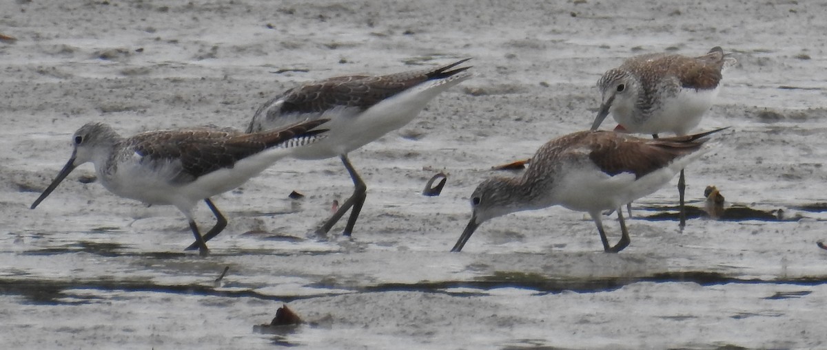 Common Greenshank - Colin Trainor