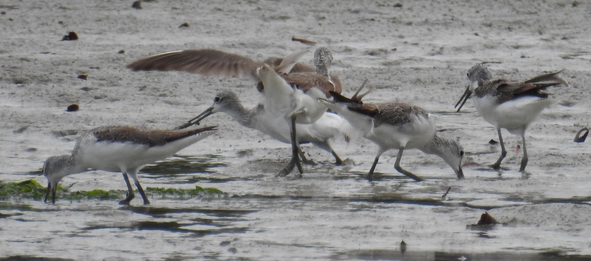 Common Greenshank - Colin Trainor