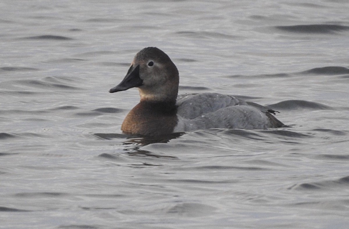 Canvasback - ML131706331