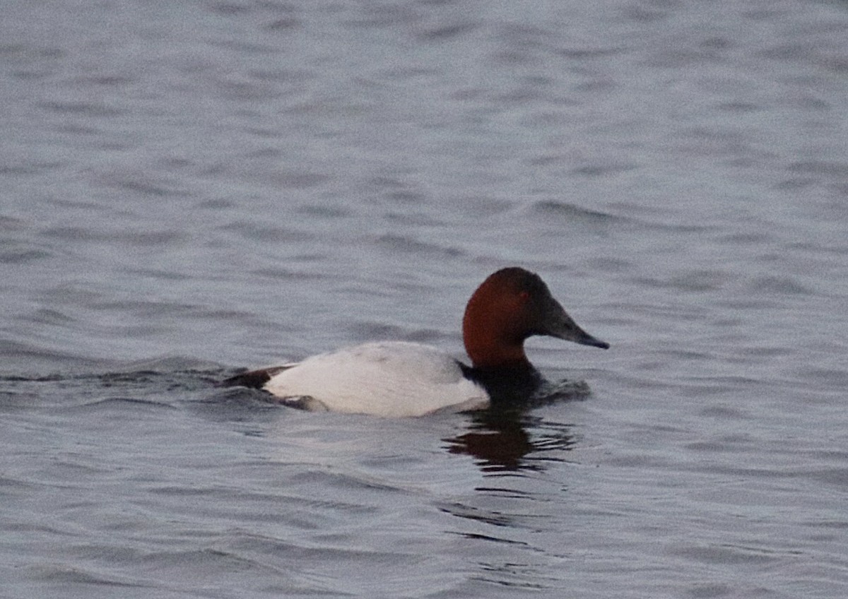 Canvasback - ML131706351