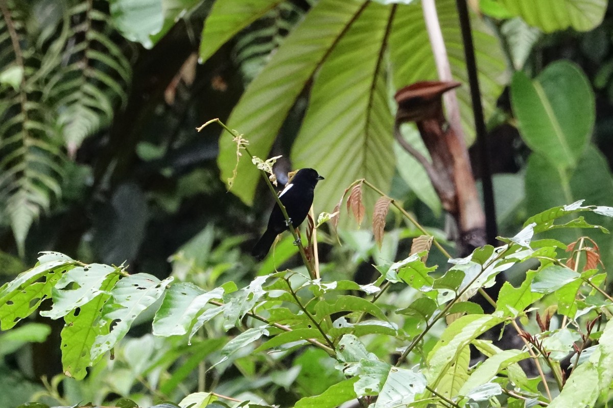 White-shouldered Tanager - ML131706881