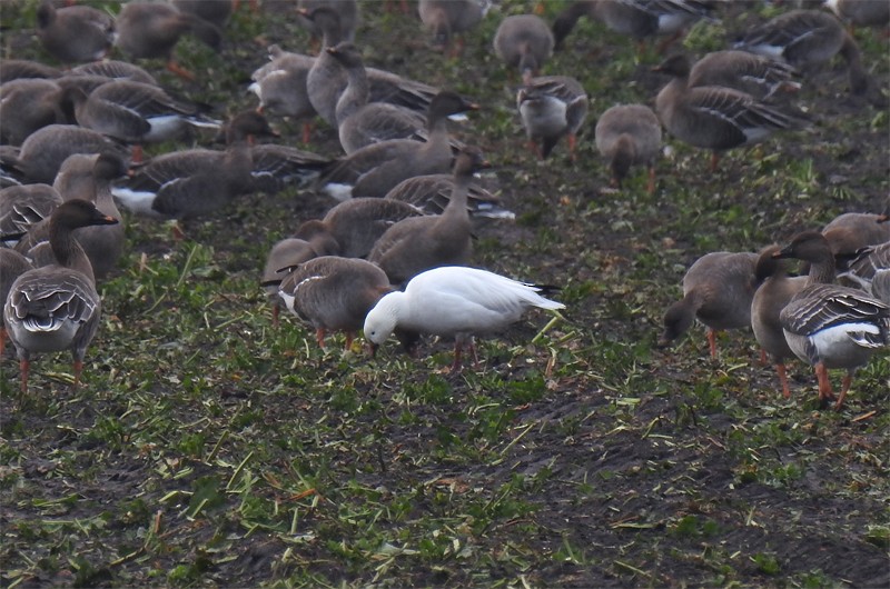 Ross's Goose - ML131706951