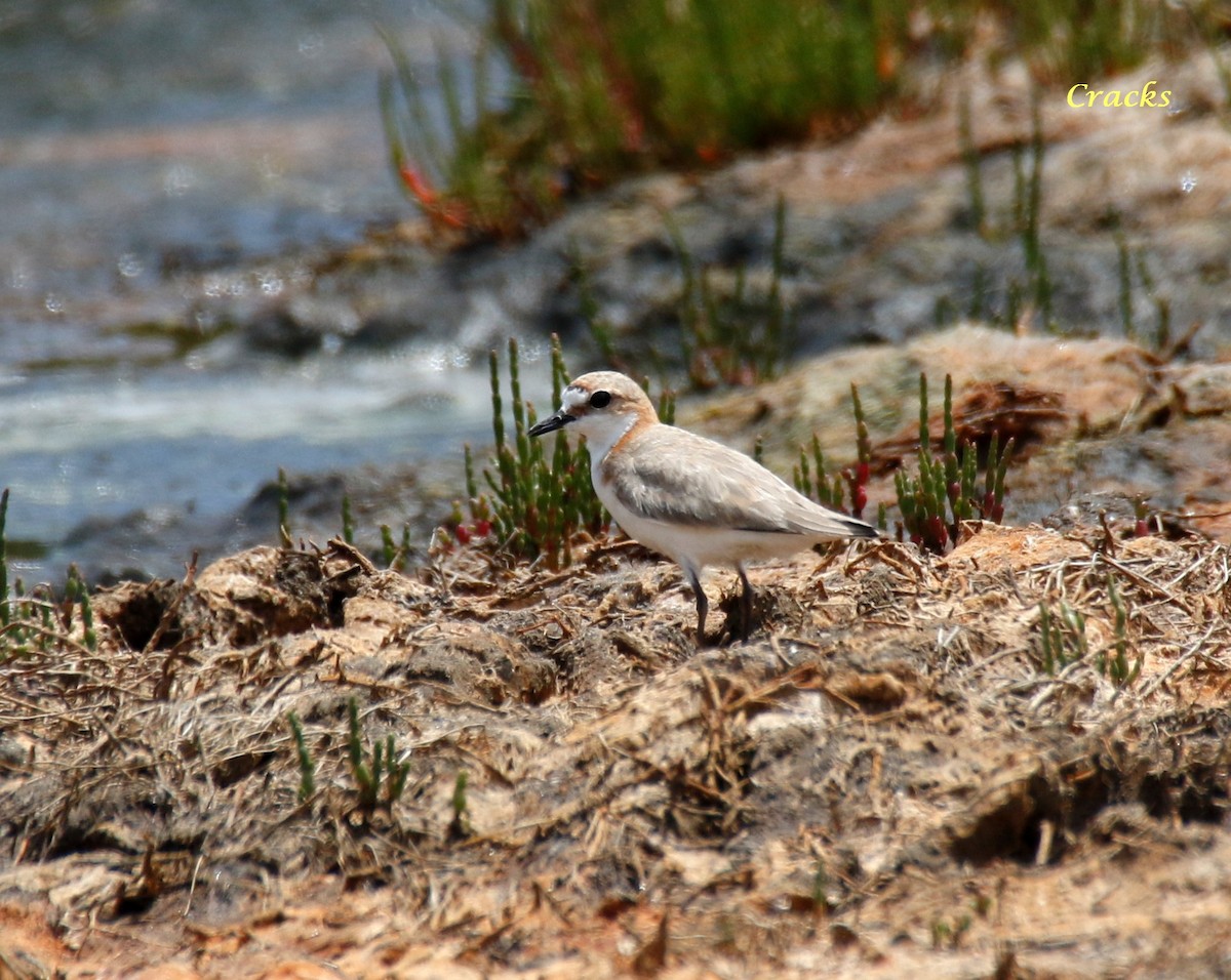 Red-capped Plover - ML131708331