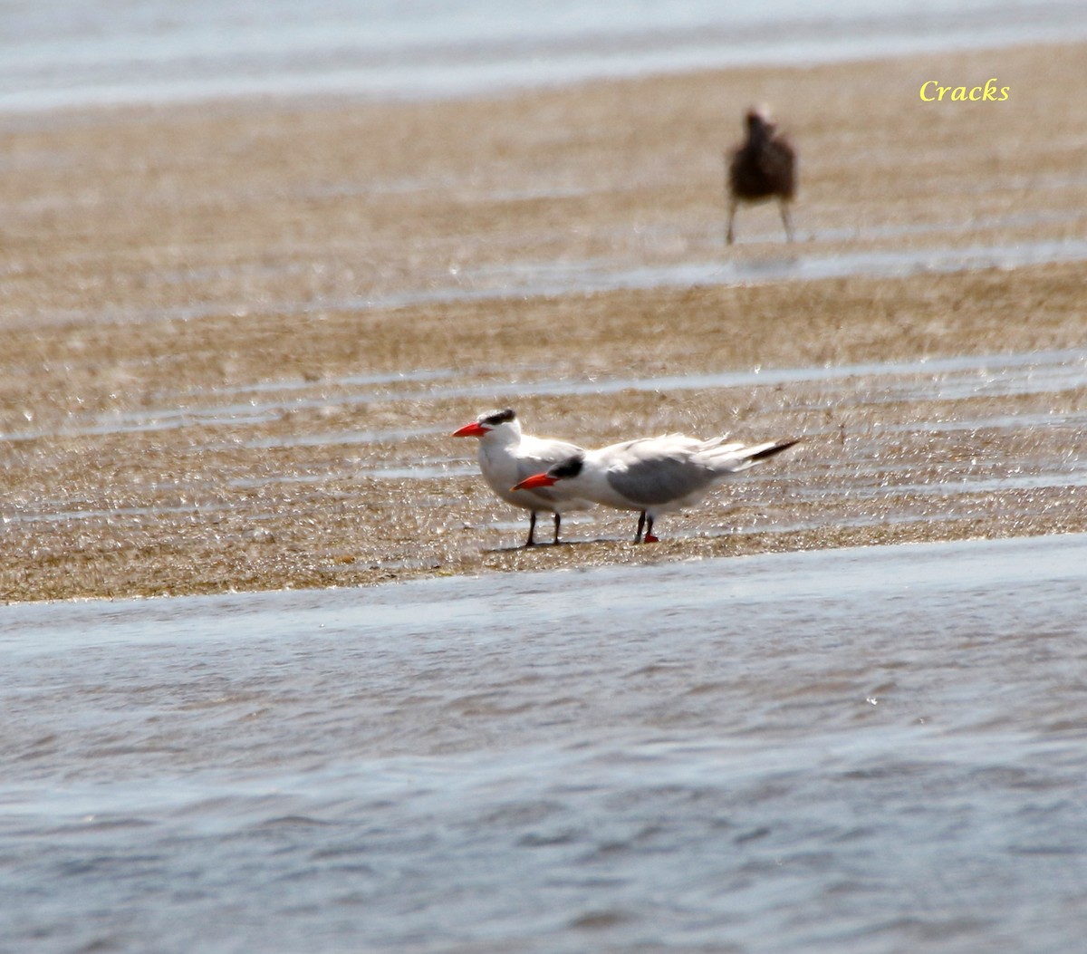 Caspian Tern - ML131708411