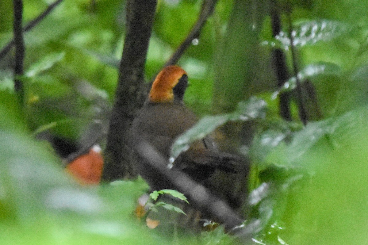 Rufous-capped Antthrush - ML131709801