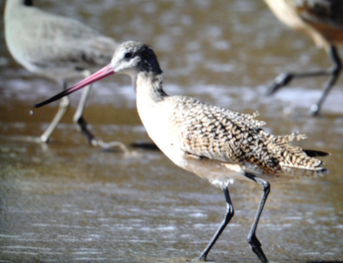 Marbled Godwit - ML131709821