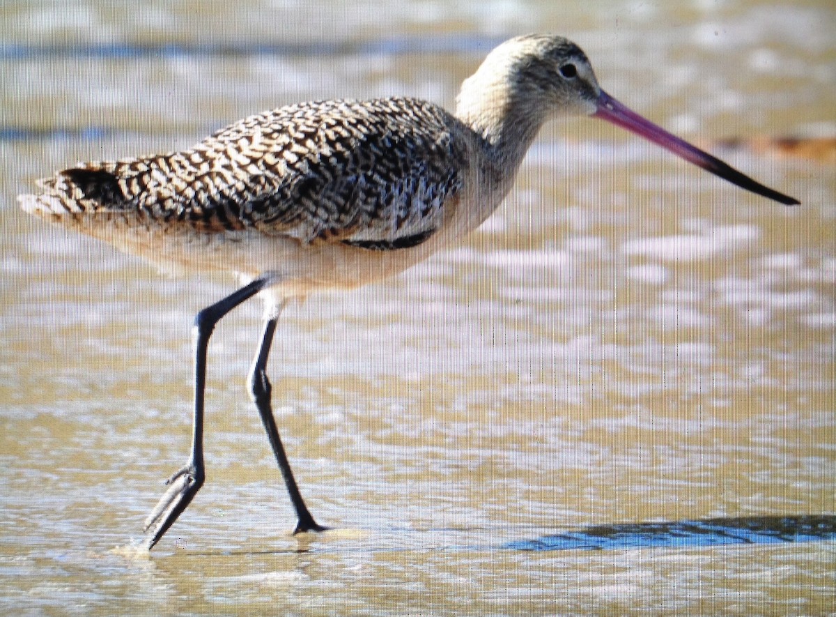 Marbled Godwit - ML131709831