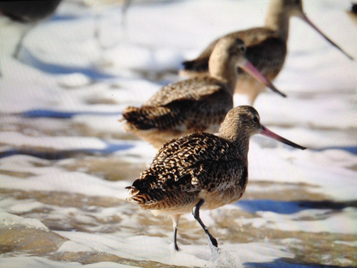 Marbled Godwit - ML131709851