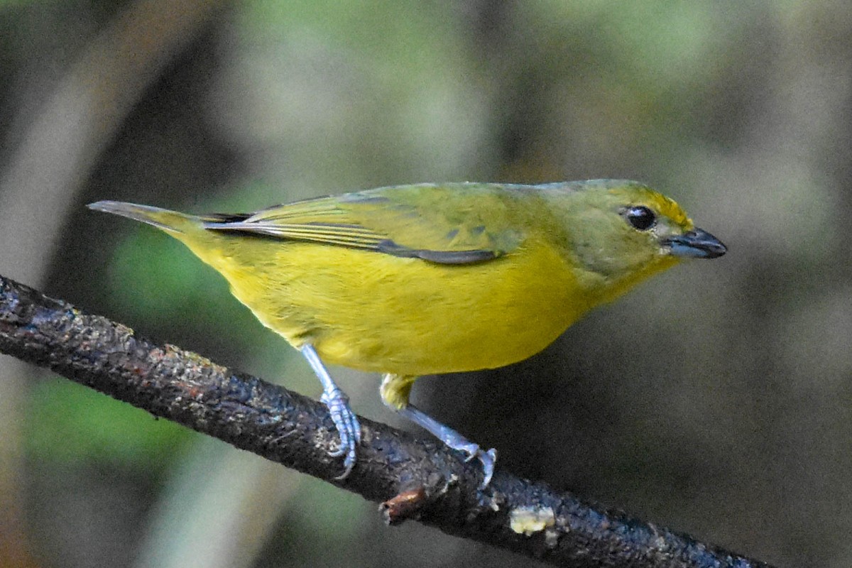 Violaceous Euphonia - ML131709941