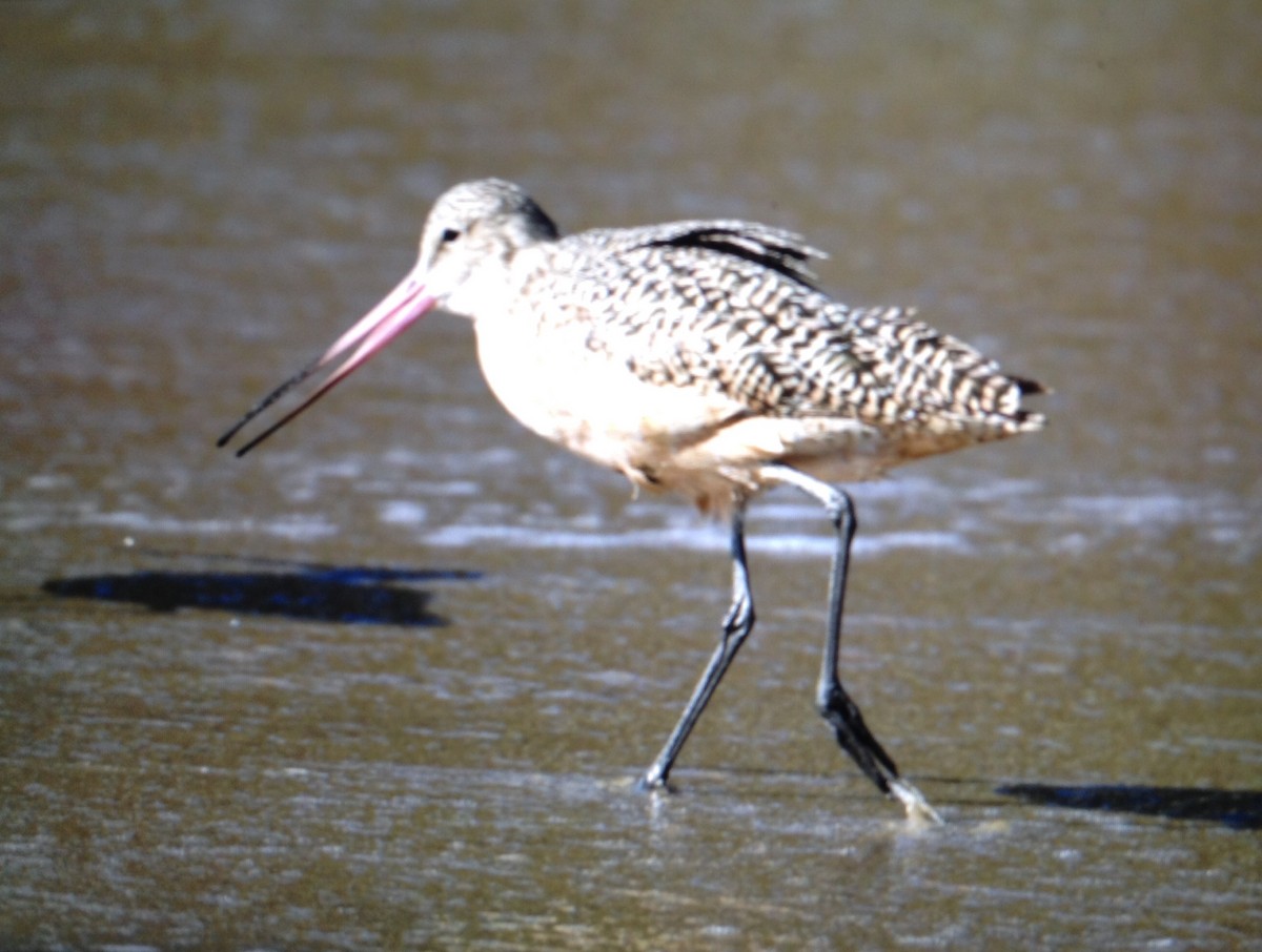 Marbled Godwit - ML131710011