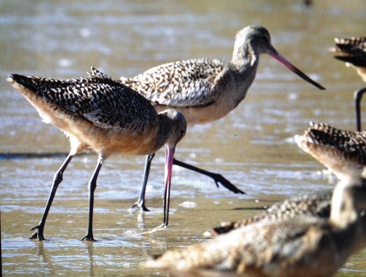 Marbled Godwit - Tom Huston