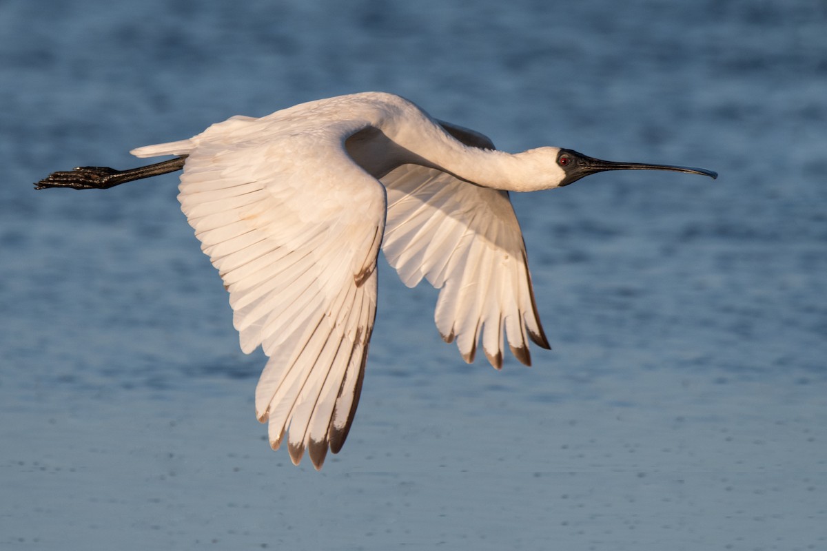 Royal Spoonbill - ML131710471