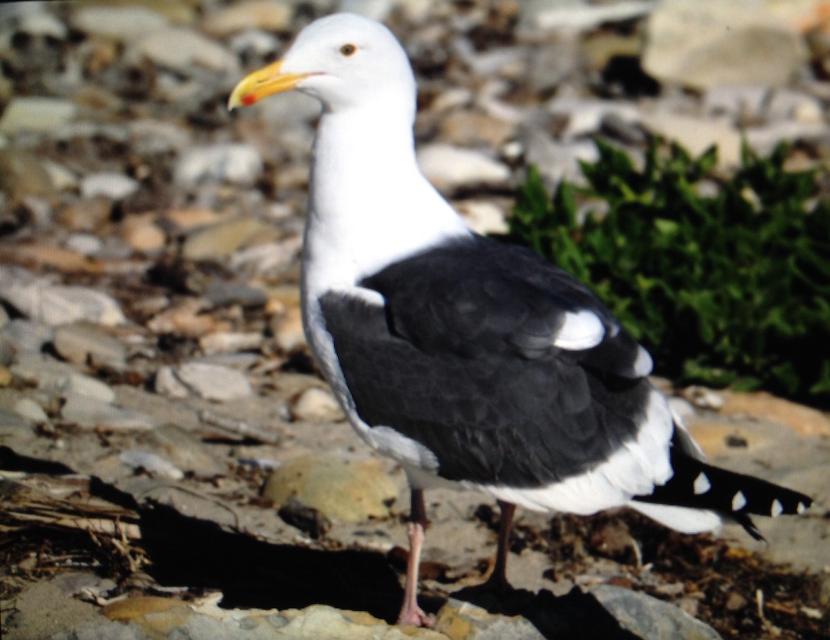 Western Gull - Tom Huston