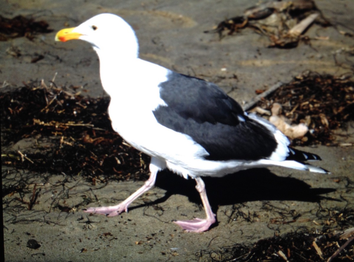 Western Gull - ML131710921