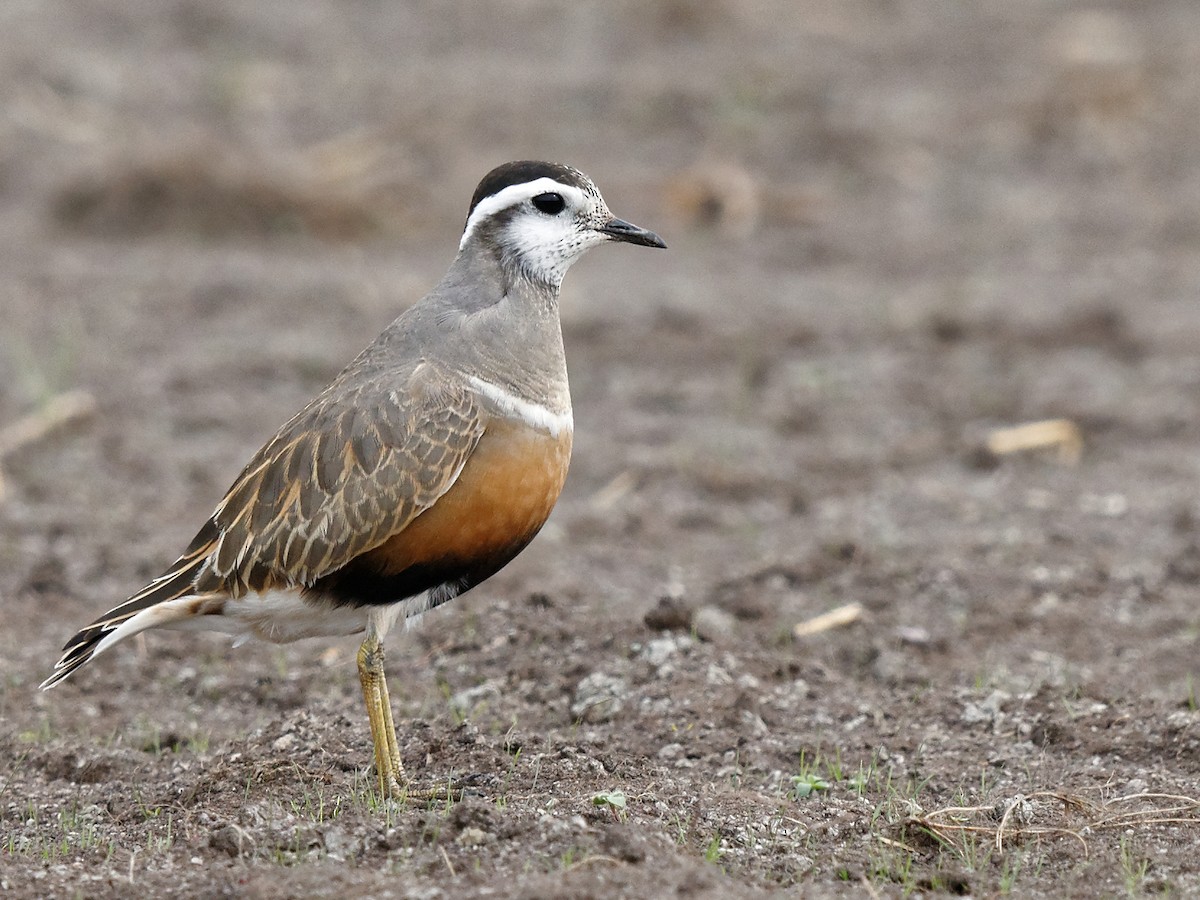 Eurasian Dotterel - ML131711091