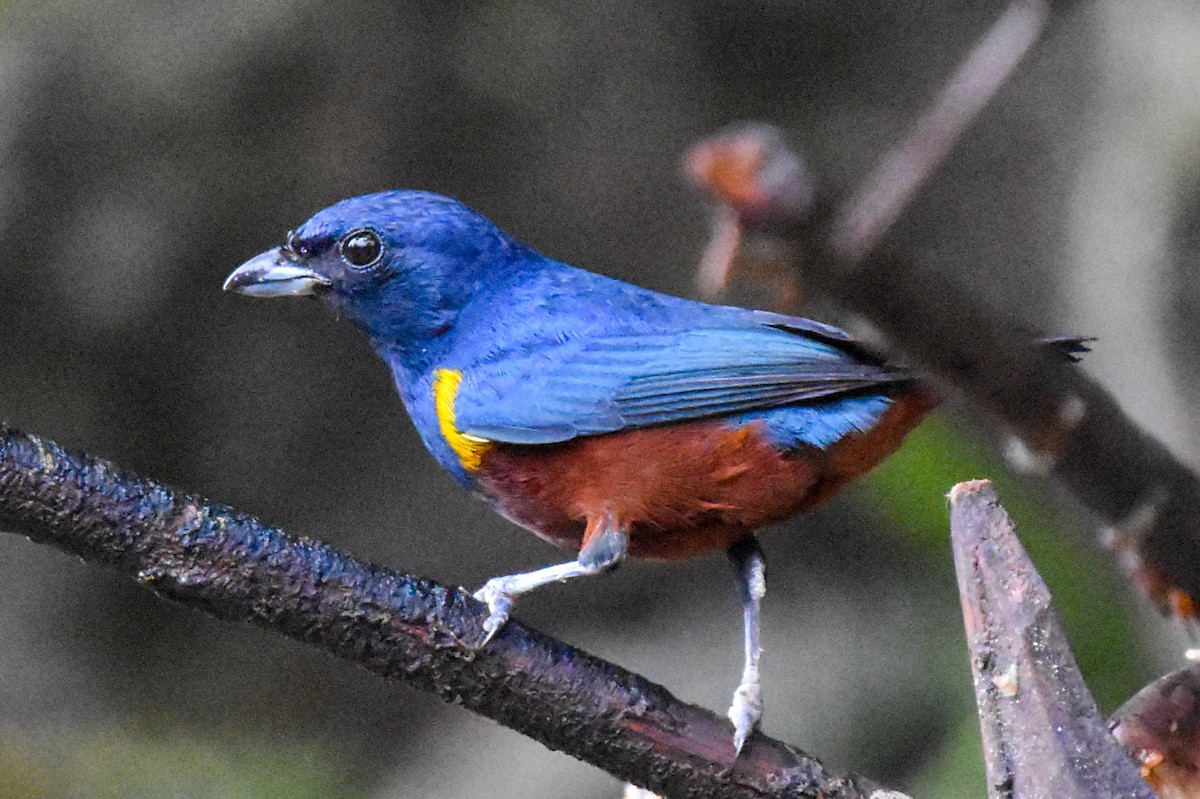 Chestnut-bellied Euphonia - ML131711711