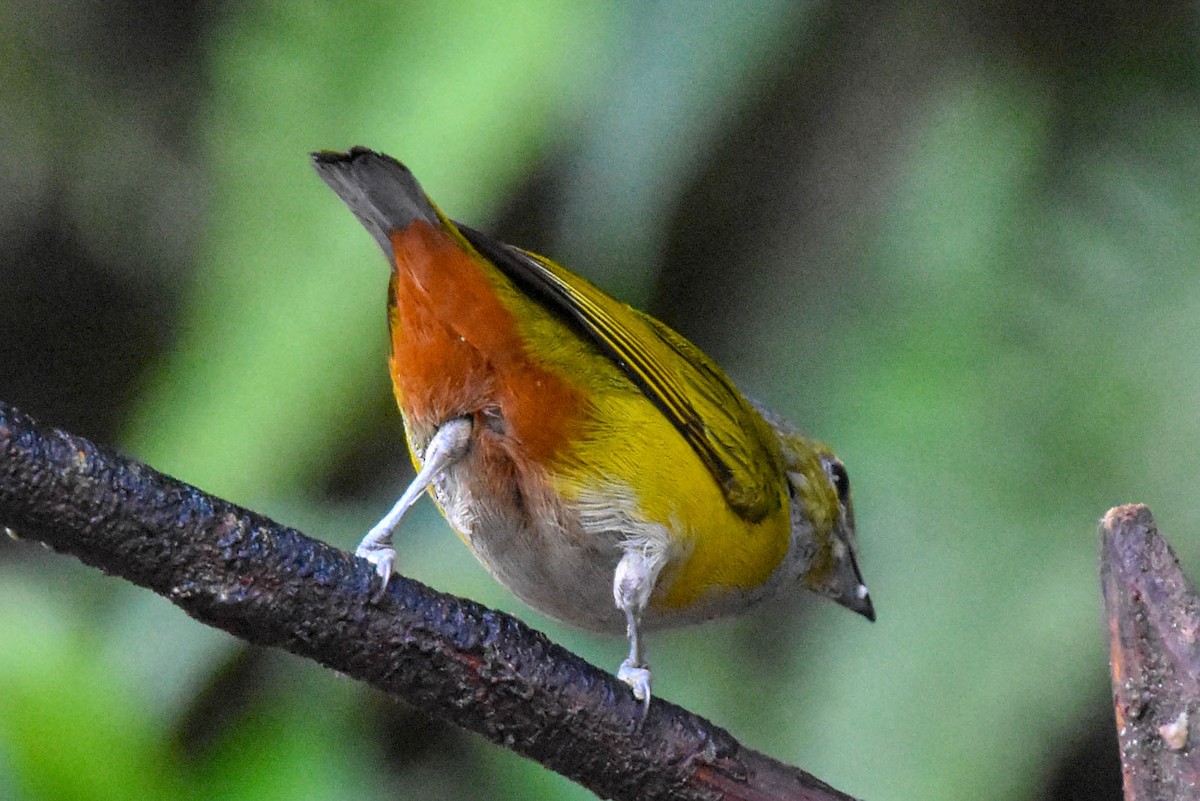 Chestnut-bellied Euphonia - ML131711721