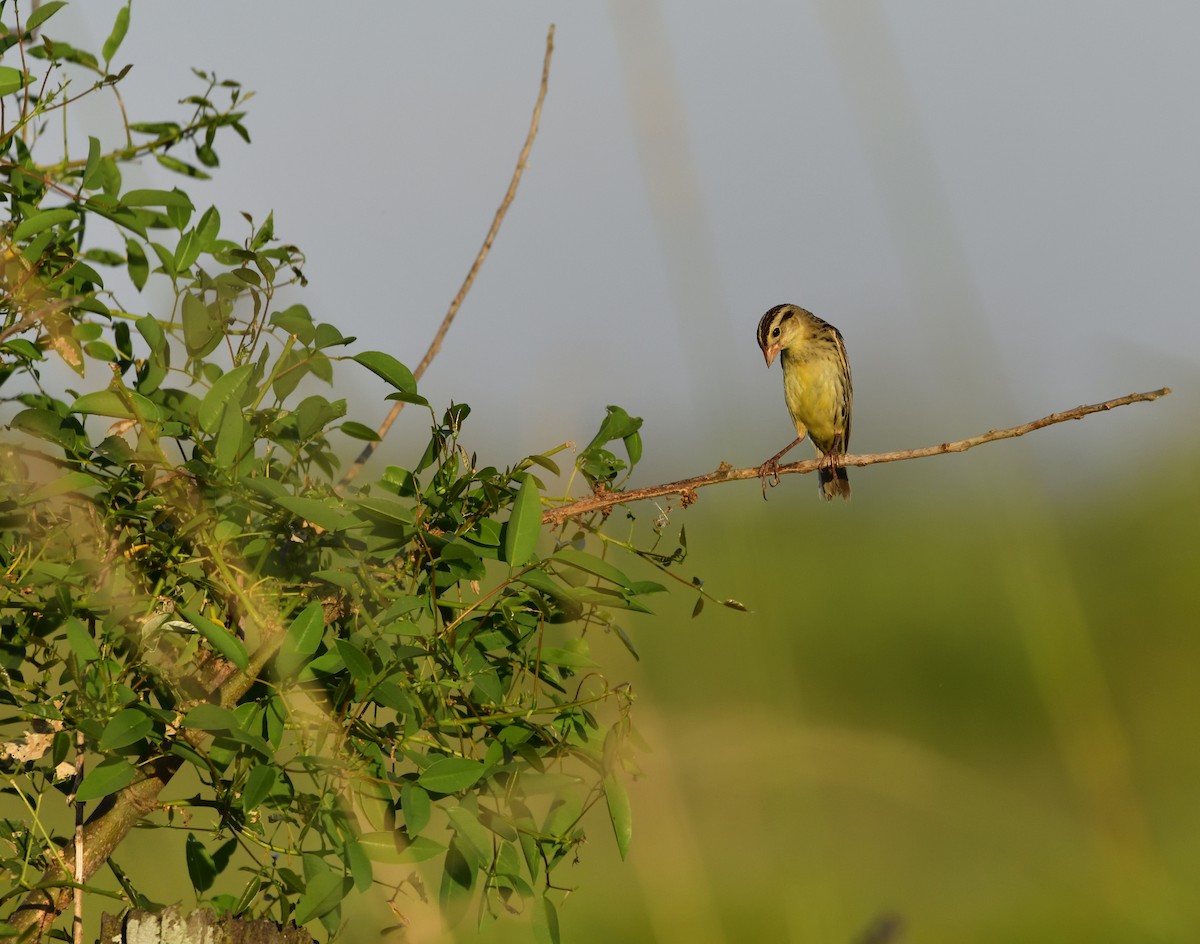 Bobolink - ML131712191