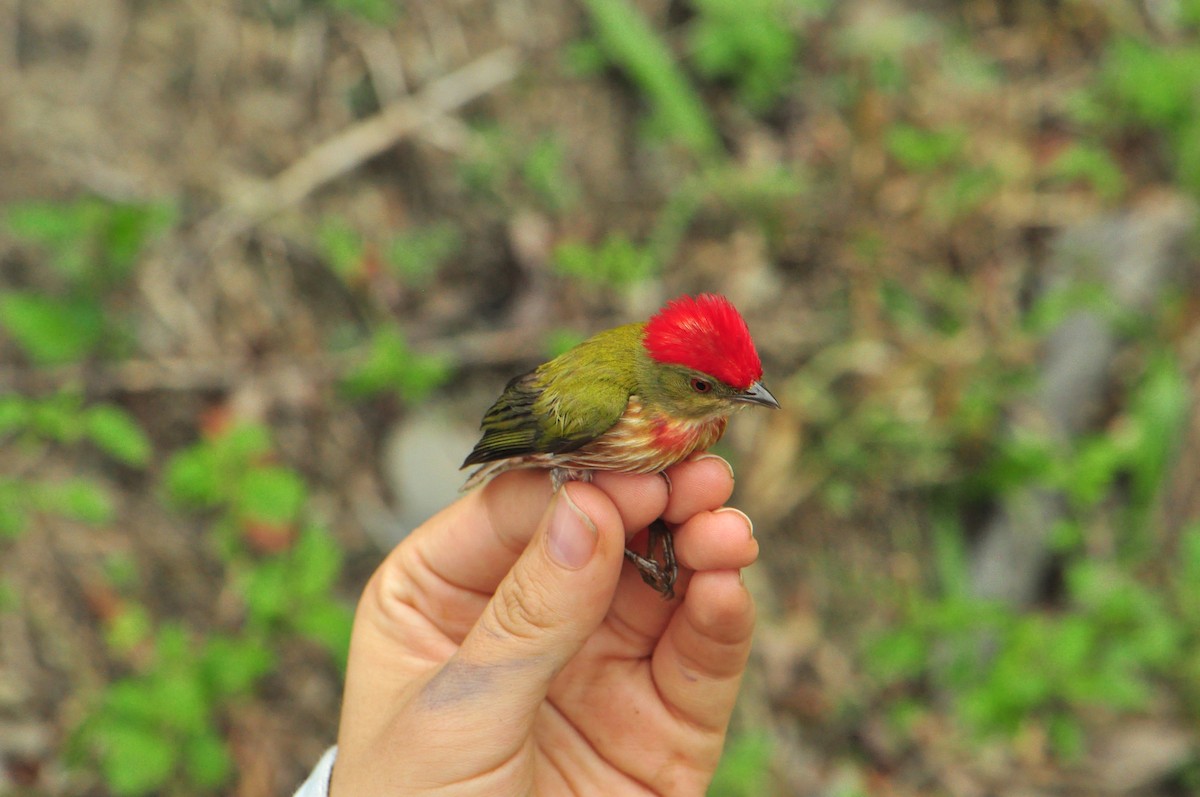 Striolated Manakin - ML131713921